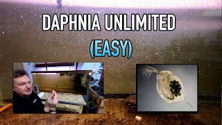 How I Raise Daphnia Water Fleas And You Can Too [upl. by Aihseyk]