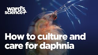 Caring and Culturing for Daphnia [upl. by Sivar]