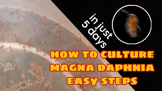 How to Culture Magna Daphnia Easily [upl. by Rases462]