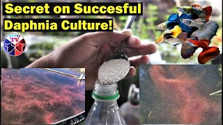 How to Culture Daphnia Successfully [upl. by Jezabel]