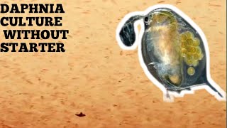 HOW TO CULTURE DAPHNIA NATURALLY WITHOUT A STARTER [upl. by Edahs916]