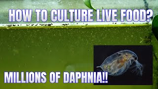 How to Culture Daphnia Secret Method to Breed MILLIONS  Simply Aquatic [upl. by Anedal]