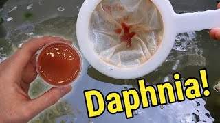 How I Culture Daphnia In Outdoor Tubs [upl. by Nanreik]