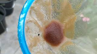 How to culture daphnia moina in a small container Part 1 English Subtitle [upl. by Currier621]