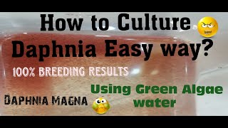 Daphnia MagnaHow to Culture Daphnia Easy wayCulturing Daphnia using Green water Daphnia [upl. by Assertal]