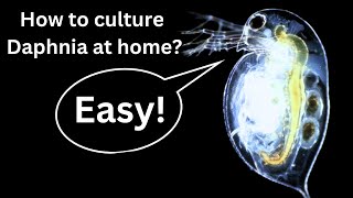 BEST Live Fish Food Beginner guide How to Culture Daphnia at home [upl. by Onra302]