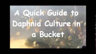 How to culture daphnia outside [upl. by Necila]