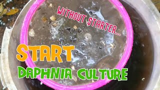 How to culture daphnia moina the easy way 1  Starting the Daphnia culture [upl. by Ayanahs]