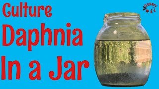 How to Culture Daphnia in a Jar [upl. by Harve]