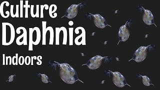 How to Culture Daphnia [upl. by Allets636]