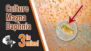 How to culture DAPHNIA MAGNA  The easy way [upl. by Osher580]