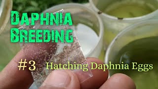 Daphnia Culture made simple and easy 3  Hatching Daphnia eggs [upl. by Milissent]