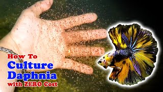 How to Culture Daphnia with ZERO Cost  Unlimited Live Food For Our Fish [upl. by Anada]