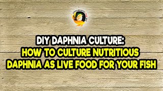 DIY Daphnia Culture How to Culture Nutritious Daphnia as Live Food for Your Fish [upl. by Naitirb884]