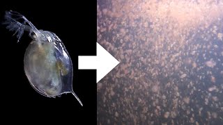 How I Culture Daphnia [upl. by Aerdma]