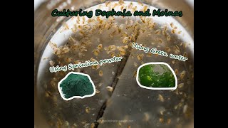 How To Culture Daphnia and Moinas using Green Water Spirulina powder [upl. by Favianus]