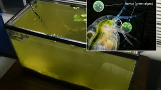 Raising Daphnia for the Freshwater Aquarium [upl. by Yreneh759]