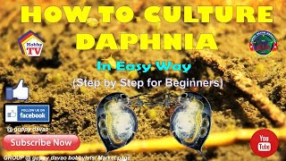 HOW TO CULTURE DAPHNIA In Easy Way [upl. by Mines]